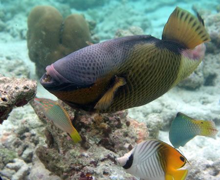 Titan Trigger Fish doing a dance while feeding. 
Taken w... by Francesco Cavallaro 