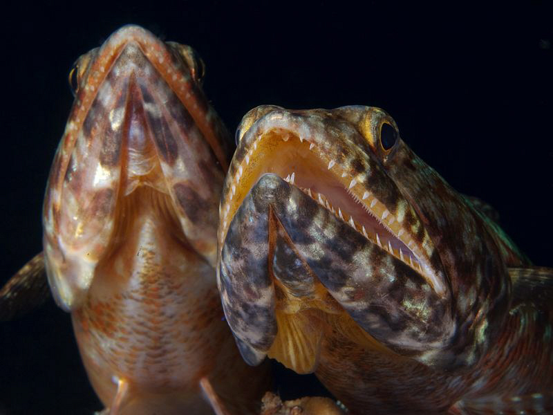 Lizardfish, Tulamben by Doug Anderson 