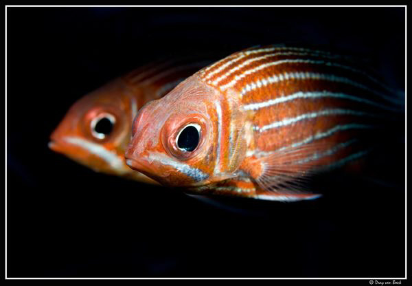 squirrelfish by Dray Van Beeck 