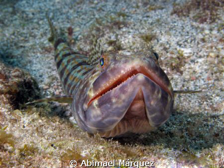 Sand Diver, Santa Maria's Cove, St. Thomas by Abimael Márquez 