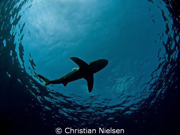 Longimanus in Snell's window, Daedalus Reef. Olympus E330... by Christian Nielsen 