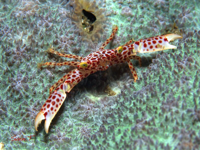 Coral crab, give me a big hug! by Sven Tramaux 