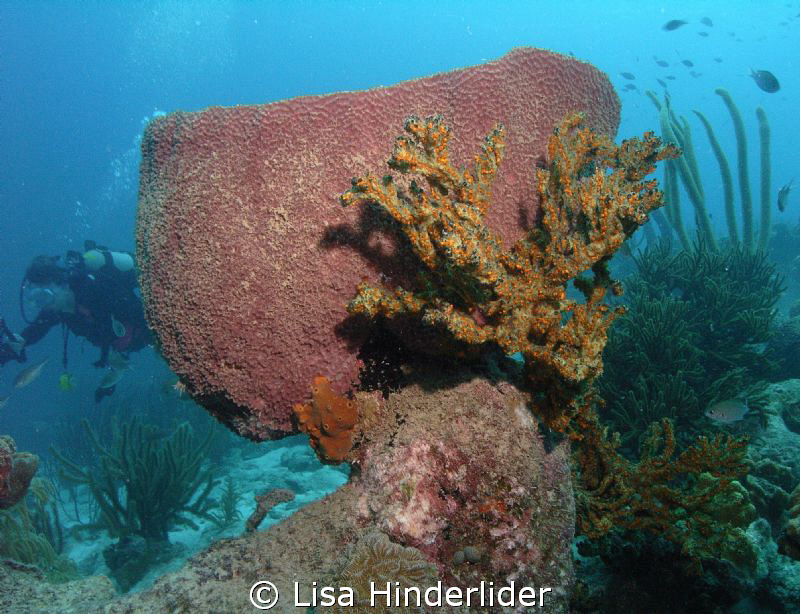 The barrel sponges are plentiful in some areas & colorful... by Lisa Hinderlider 