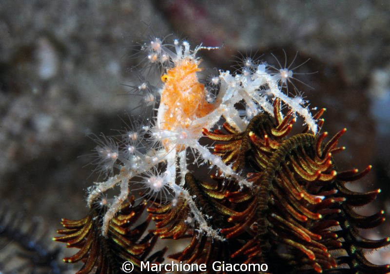 Strange crab
Nikon D200, 105 micro, twin strobo
Komodo ... by Marchione Giacomo 