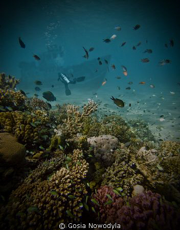 Scuba diving - not only an exciting adventure but great e... by Gosia Nowodyla 