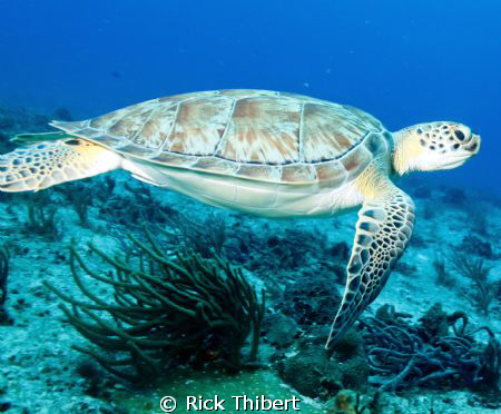 TURTLE by Rick Thibert 
