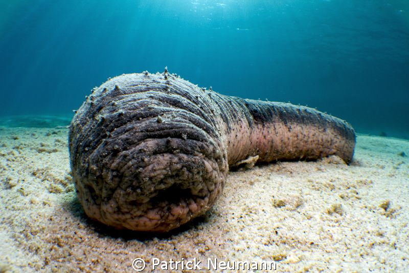 with respect even to the ugliest creatures of the reef :) by Patrick Neumann 