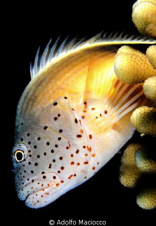 Freckled Hawkfish
 by Adolfo Maciocco 