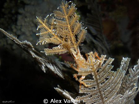 Hyastenus bispinosus by Alex Varani 