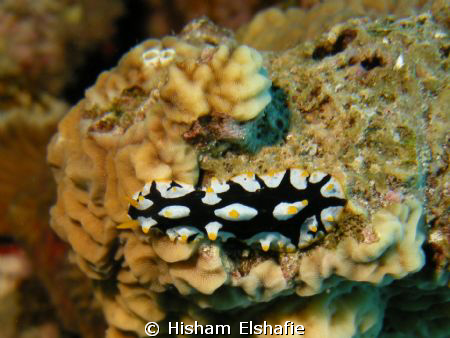 Varicose Phyllidia or Fried Egg (Black & White Nudibranch... by Hisham Elshafie 