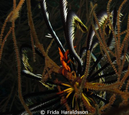 Critter in Crinoid by Frida Haraldsson 