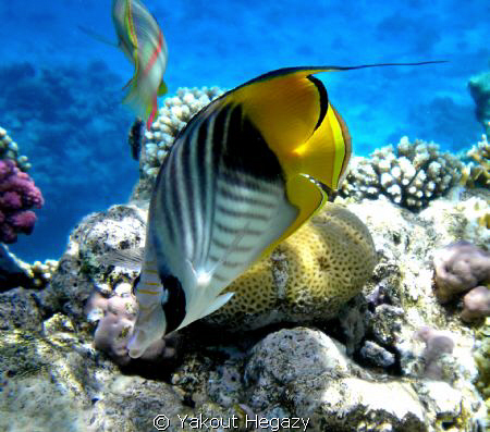 Threadfin butterflyfish by Yakout Hegazy 