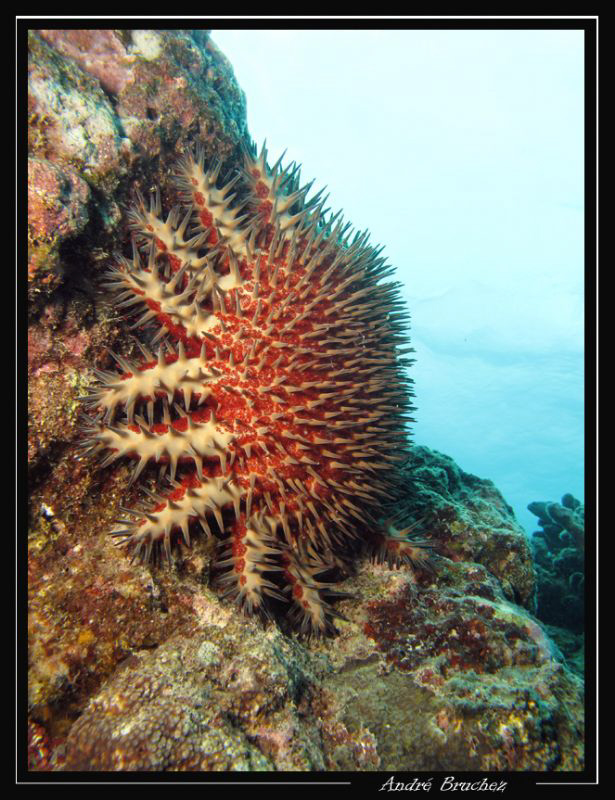 Acanthaster by André Bruchez 