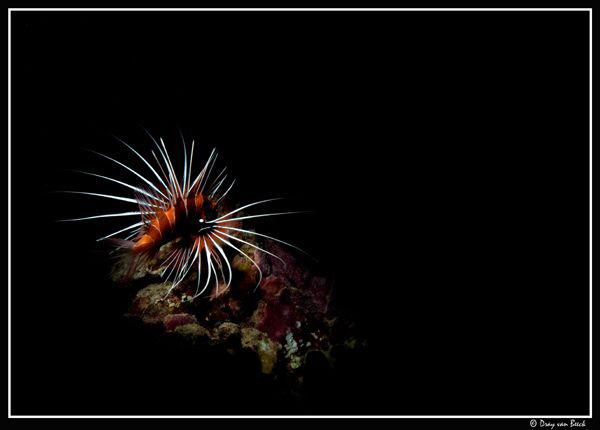 Snoot day 2.. still love it... by Dray Van Beeck 