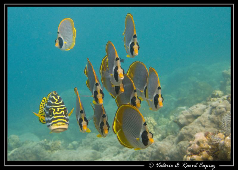 Spot the odd one out :-) by Raoul Caprez 