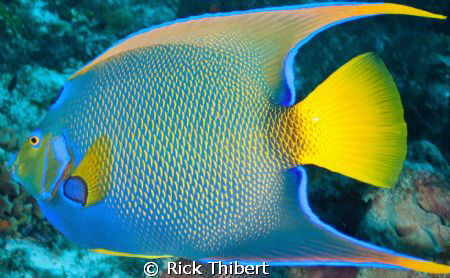 QUEEN ANGELFISH by Rick Thibert 