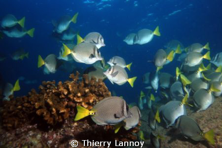 Surgeon fish in Cabo Pulmo, Baja California Sur, Mexico by Thierry Lannoy 