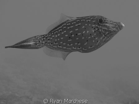 Scrawled filefish by Ryan Marchese 
