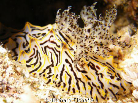 Nudibranch - Halgerda willeyi by Hisham Elshafie 