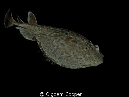 Torpedo ray by Cigdem Cooper 