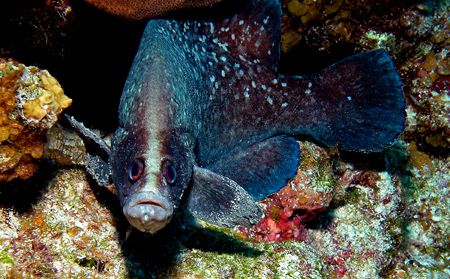 Soap fish portrait, taken with a nikon 5000 in a Light an... by Jean Noren 