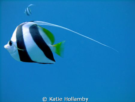 Just keep swimming......  Point and shoot Fuji by Katie Hollamby 
