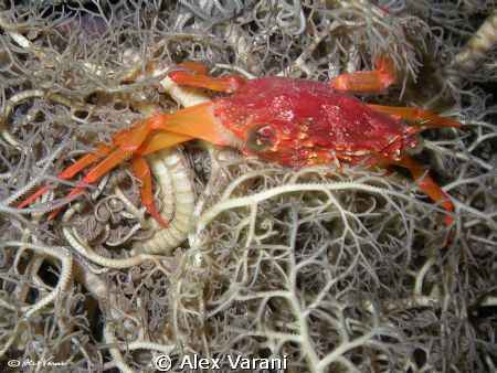 Charybdis sp. on "gorgona" star at night by Alex Varani 