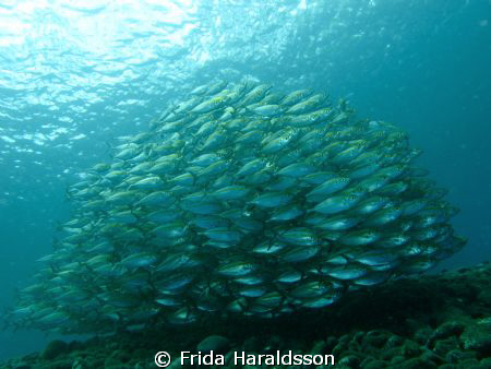 Tulamben shallows by Frida Haraldsson 