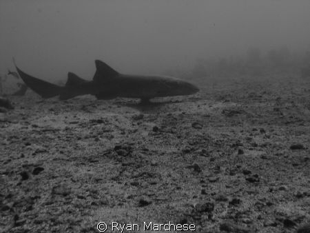Nurse shark by Ryan Marchese 