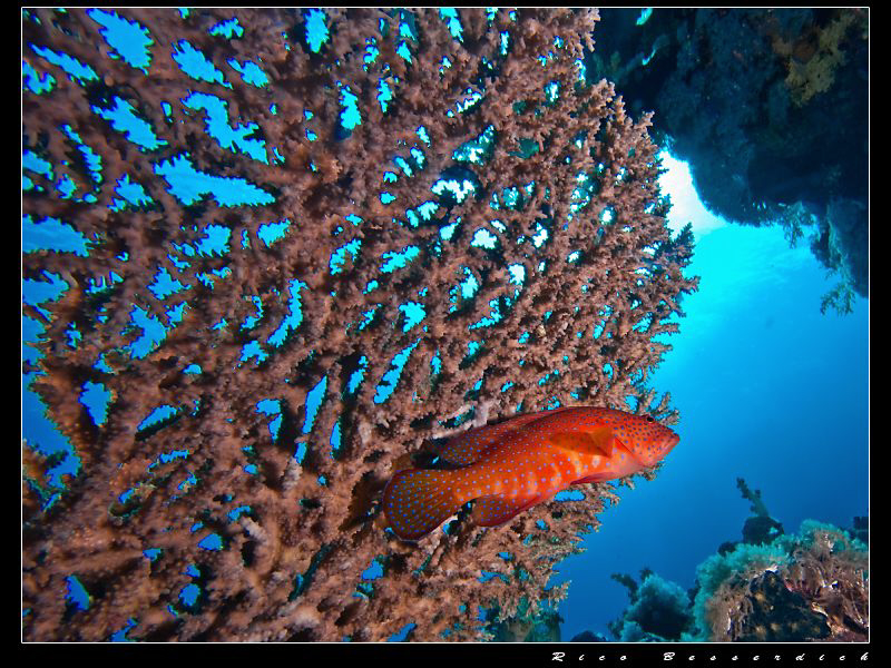 Red Sea Coral Grouper and "his" coral ;-) by Rico Besserdich 