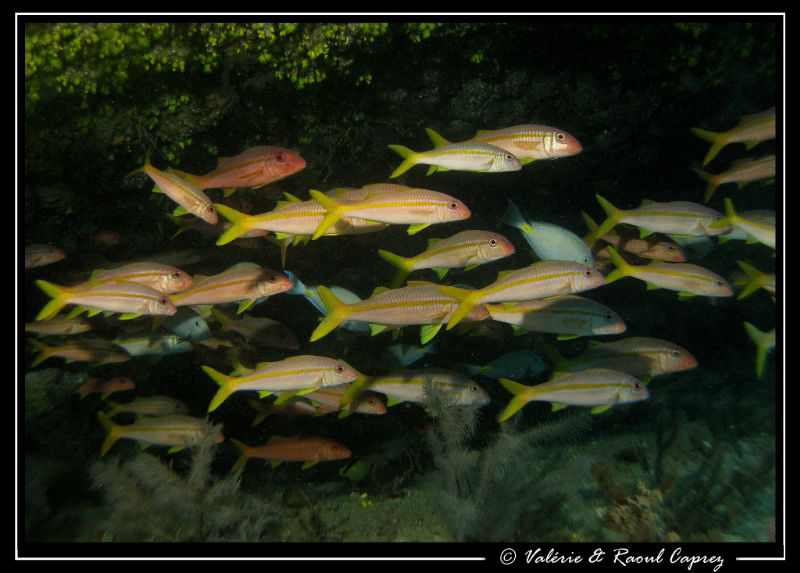 A school of Mulloidichthys martinicus in a cave of Tarafa... by Raoul Caprez 