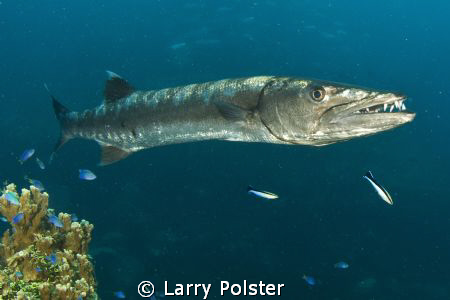 Cleaning station  at Truk Lagoon by Larry Polster 