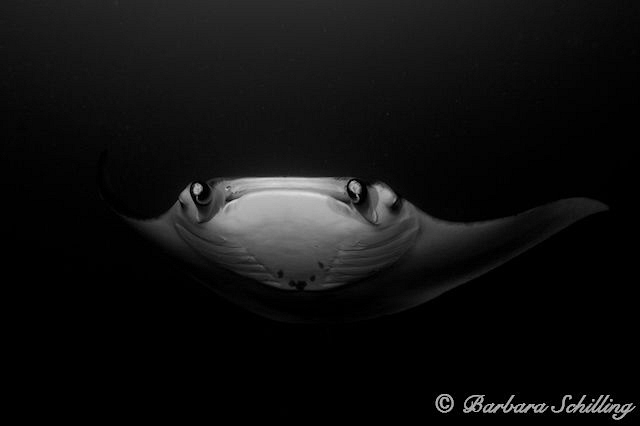 Mystic Manta by Barbara Schilling 