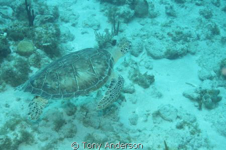 Turtle by Tony Anderson 