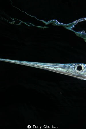 Needle fish on  a night dive. No edits. by Tony Cherbas 