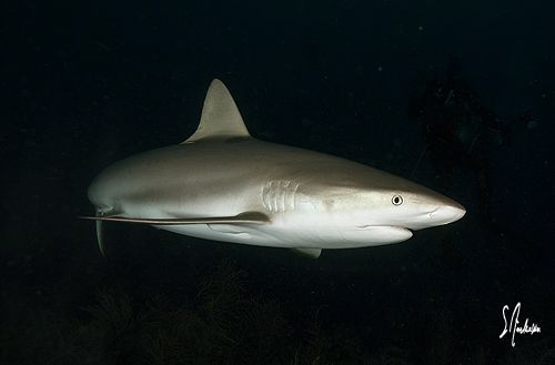 This image was taken on the third dive of the afternoon a... by Steven Anderson 