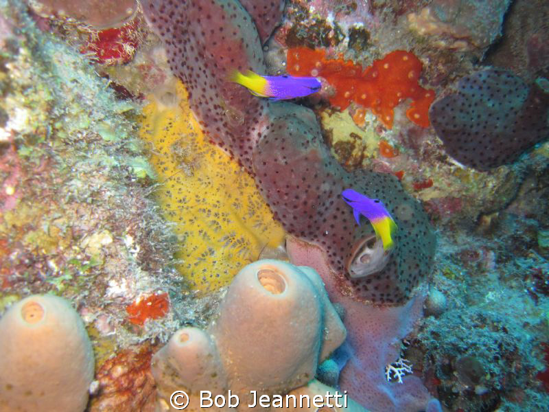 A pair of Royal Gramma's by Bob Jeannetti 