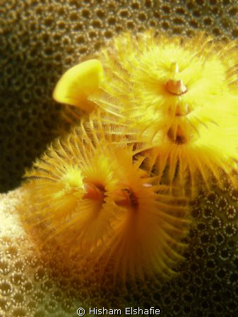 Christmas Tree Worm 
 by Hisham Elshafie 