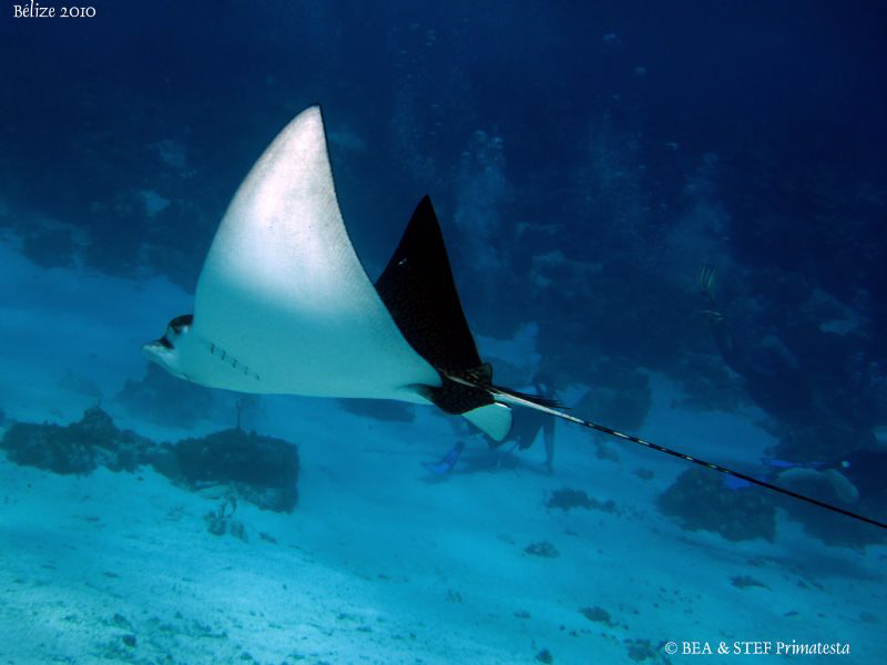 Eagle ray. by Bea & Stef Primatesta 