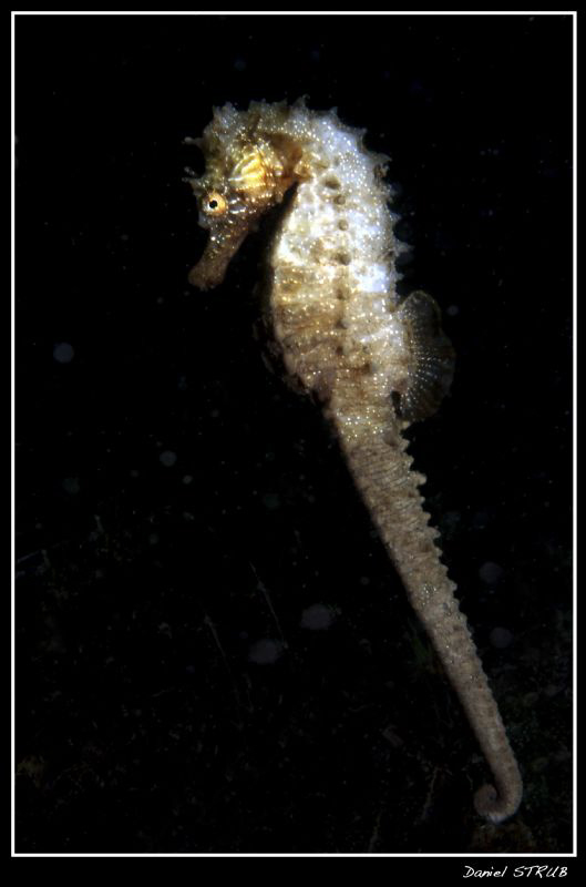 Seahorse in l'Etang de Thau :-D - it was a very cold dive... by Daniel Strub 