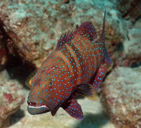 "Sorry..." December 2004, grouper in Berenice, Egypt by Giulio Arrigucci 