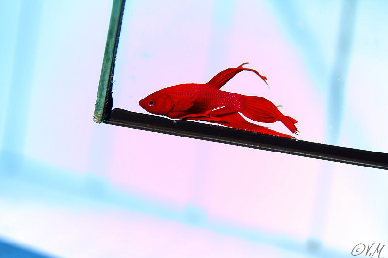 Beta fish in the pool.
No p.c work by Veronika Matějková 