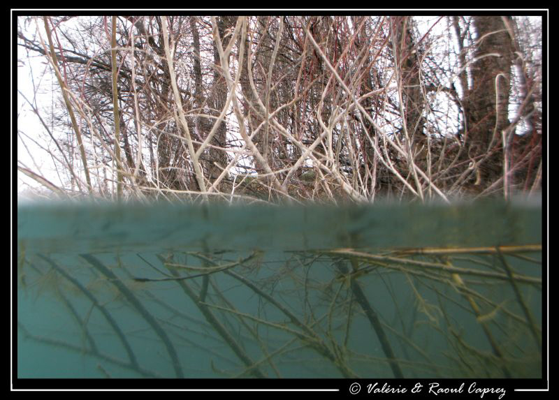 Bad visibility today :-( ... follow the branches to come ... by Raoul Caprez 