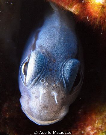 Pissed Blenny :-) by Adolfo Maciocco 