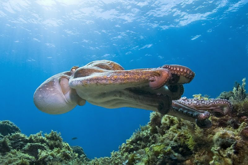 just a flying Octopus  ( lat. Octopus vulgaris ) by Roland Bach 