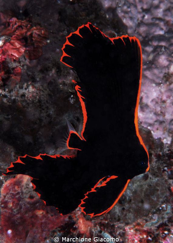 Young Batfish
Nikon D200, 60 micro, twin strobo
Lembeh ... by Marchione Giacomo 