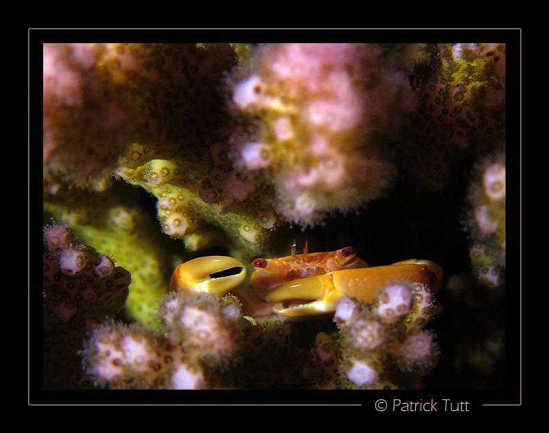 Encounter during a night dive  - Saudi Arabia - Canon S90... by Patrick Tutt 