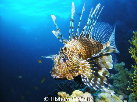 Lion Fish by Hisham Elshafie 