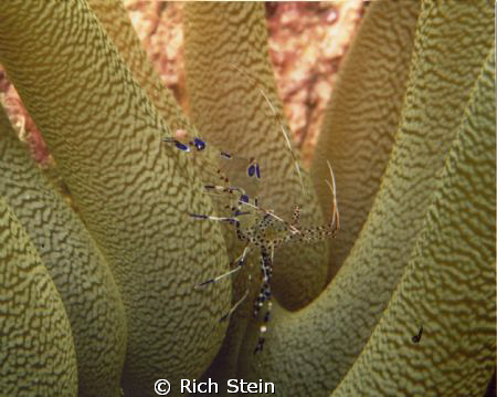 Pedersen Shrimp hiding among a cluster of anenomae. Taken... by Rich Stein 
