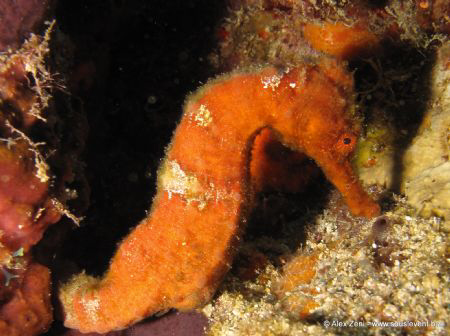 Seahorse by Alex Zeni 